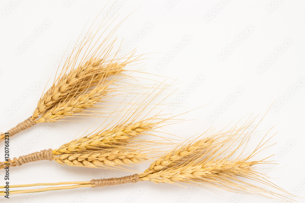 Three bunch of wheat on a white background close up Three bunch of wheat on a white background close up