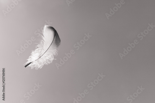 Feather floating in the sky.