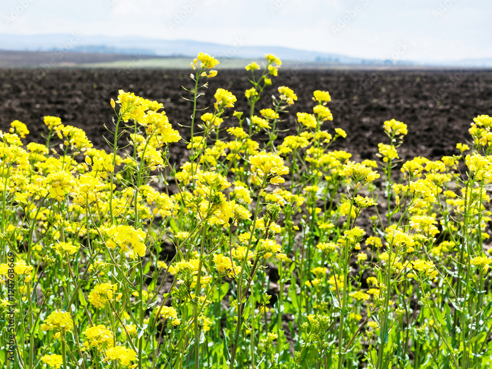 Fototapeta premium flowers of rapeseed and plowed field