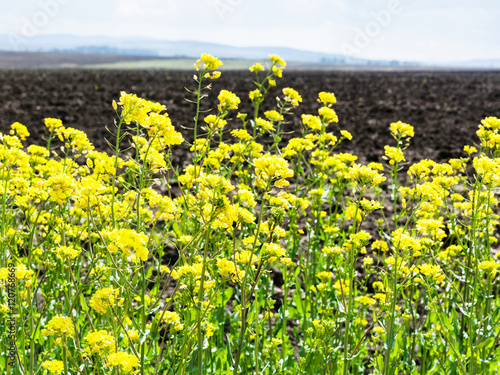 flowers of rapeseed and plowed field