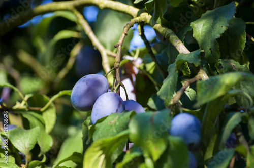 plums on branch