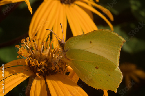 Lemon butterfly
