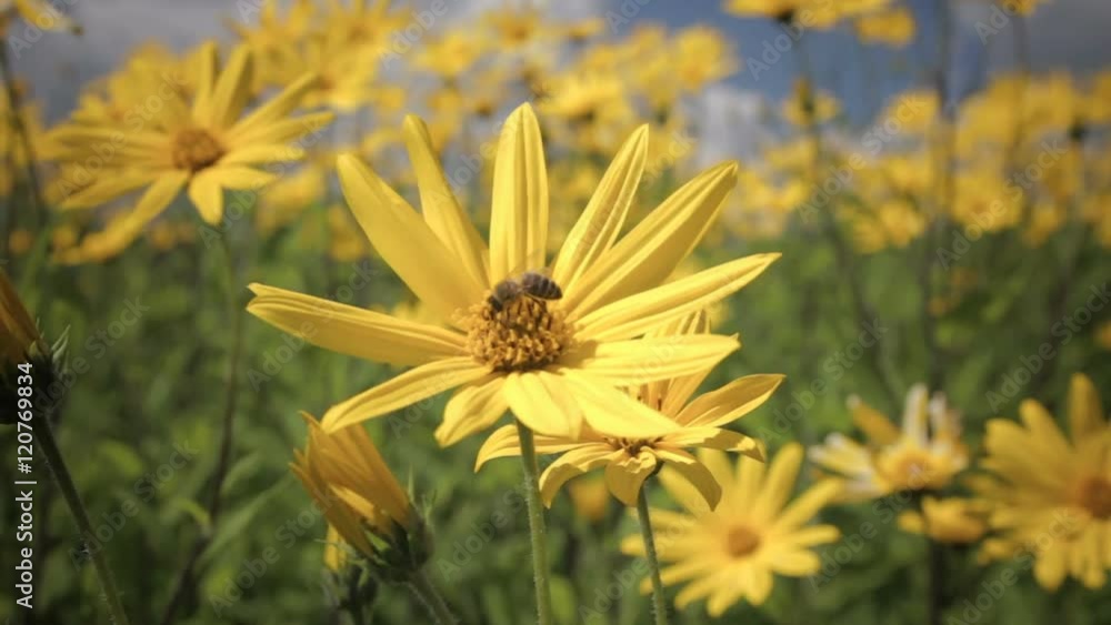 Jerusalem artichoke yellow flower growing in the field. Pollination of