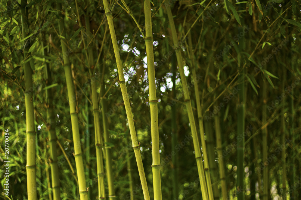 Fototapeta premium Bamboo tree background.