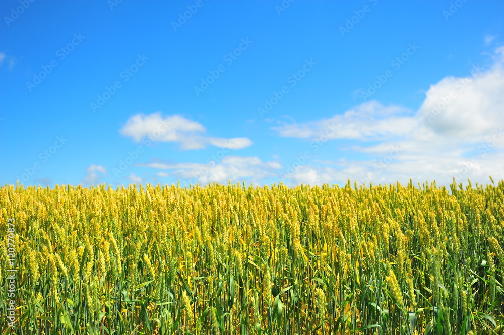 Plantation Fields at Biei, Hokkaido, Japan Plantation Fields at Biei, Hokkaido, Japan