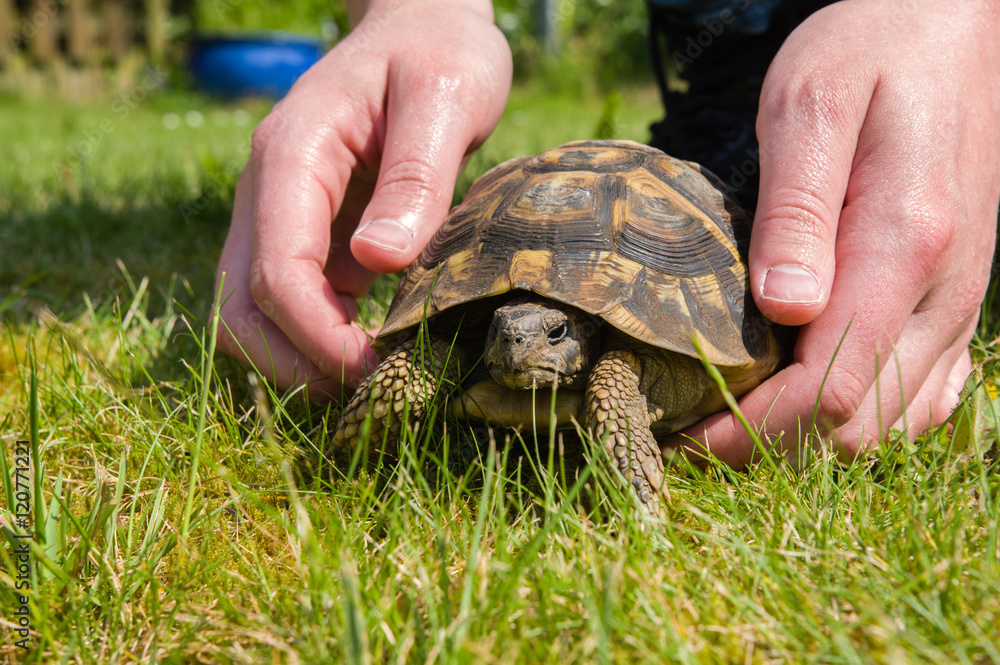 Fototapeta premium Tortue d’Hermann