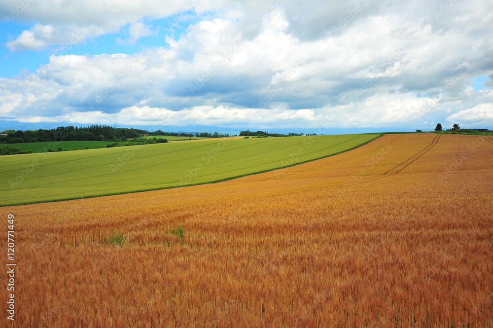 Cultivated Lands at Countryside of Hokkaido, Japan