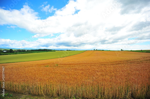 Cultivated Lands at Countryside of Hokkaido  Japan