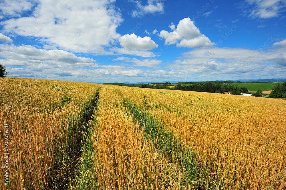 Cultivated Lands at Countryside of Hokkaido, Japan Cultivated Lands at Countryside of Hokkaido, Japan