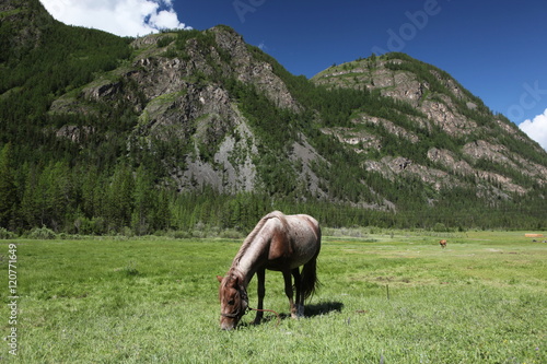 Mount Altai State Natural Biospheric Reserve, Russia.