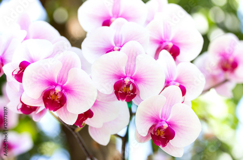 Fototapeta Naklejka Na Ścianę i Meble -  White phalaenopsis orchid flower