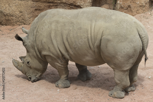rhino in the jungle
