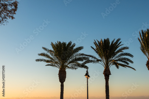 palm trees during sunset in the mediterranean