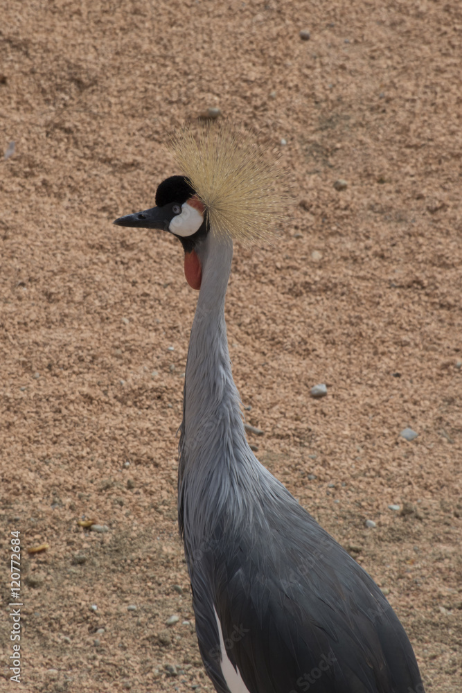 Fototapeta premium crowned crane bird