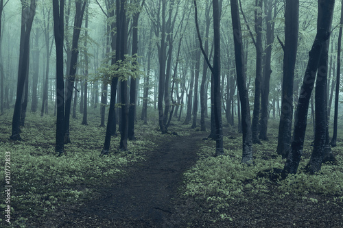 Trail in dark forest