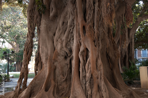 strange trunk of an oriental tree