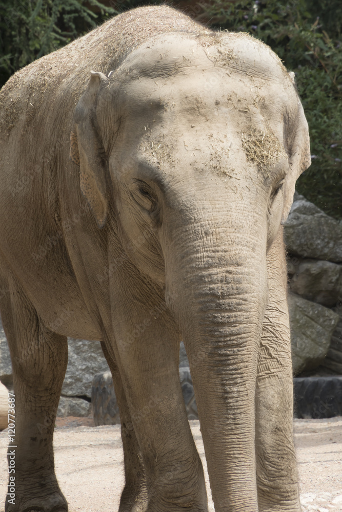 Naklejka premium elephant