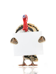 turkey