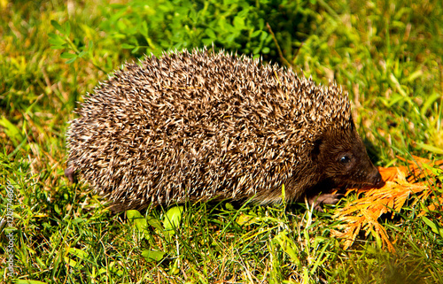 Cute young hedgehog in green grass in profile