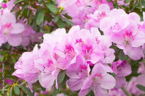 Flowers a pink azaleas in the garden