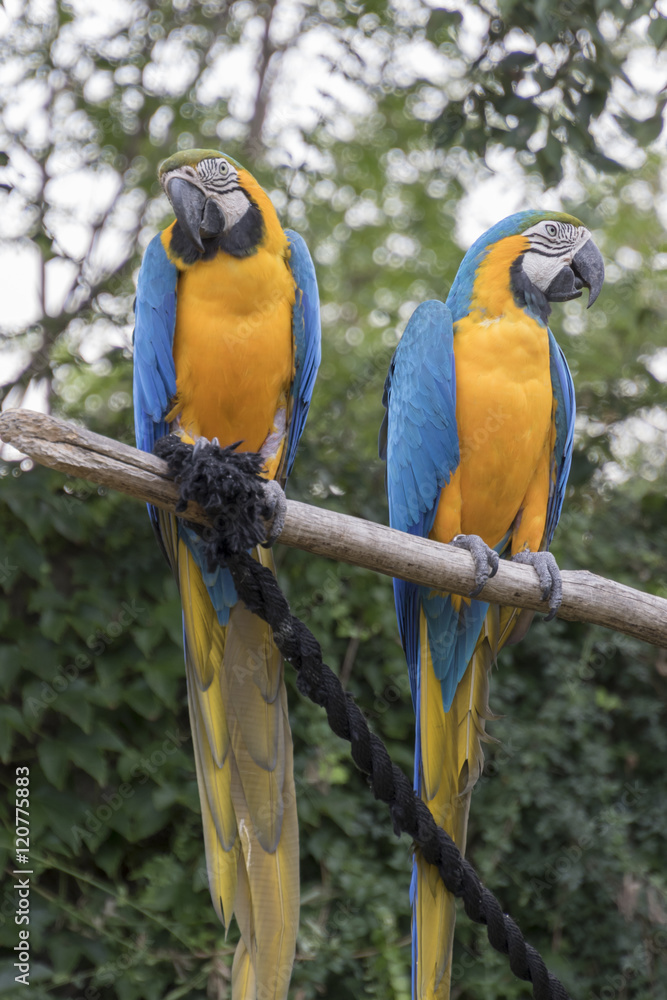 ara ararauna parrot on its perch