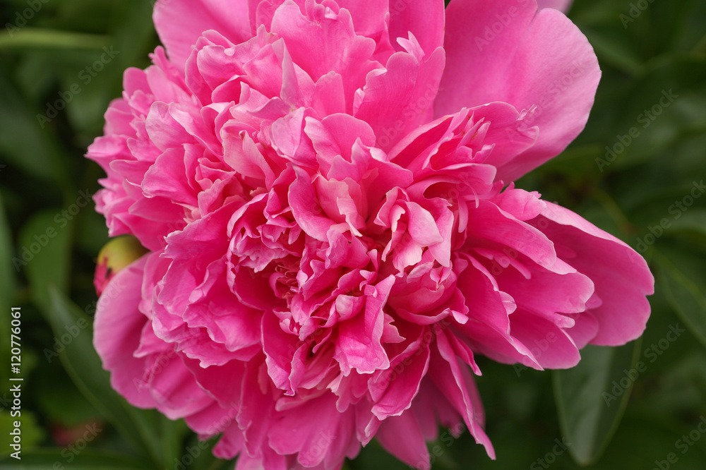 Peony Flower