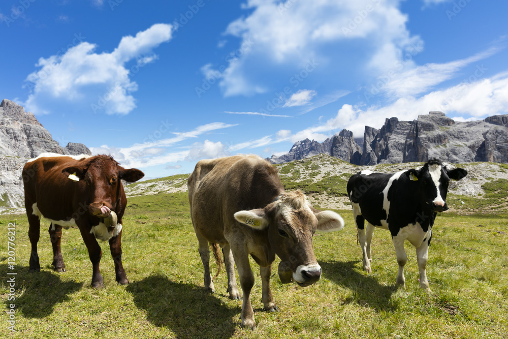 Healthy cattle grazing in a meadow in the mountains.