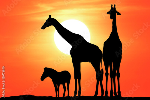 Photography silhouette giraffe and zebra