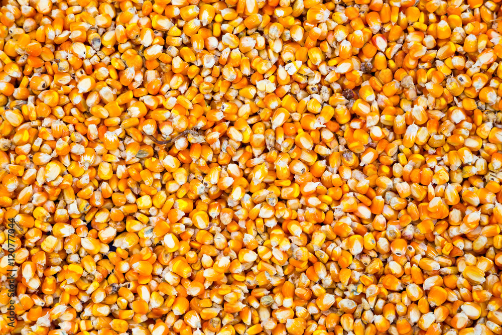 The seed corn The seed corn