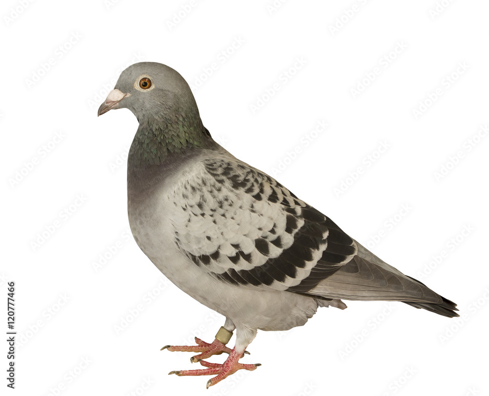 close up full body of speed racing pigeon bird isolated white ba close up full body of speed racing pigeon bird isolated white ba