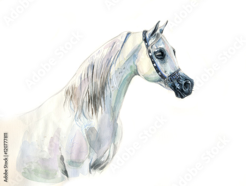 white arabian horse watercolor portrait