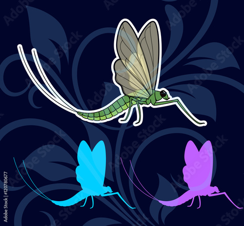 Mayfly Insects