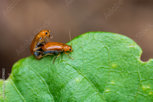 Orange beetle mating on leaf © sapgreen