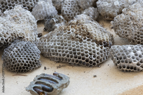 nest of bees and cicadas photo