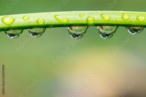 drops of dew on branch