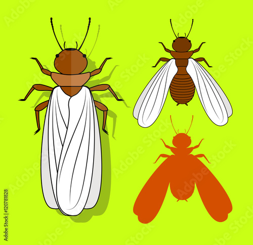 Winged Termite Insects