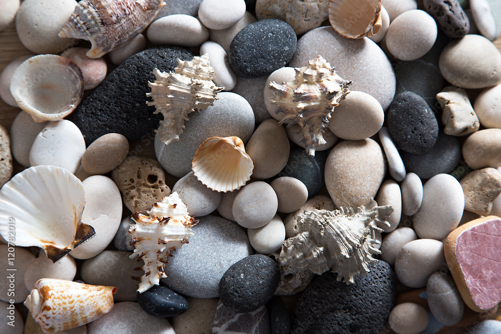 Background of sea shells and starfish