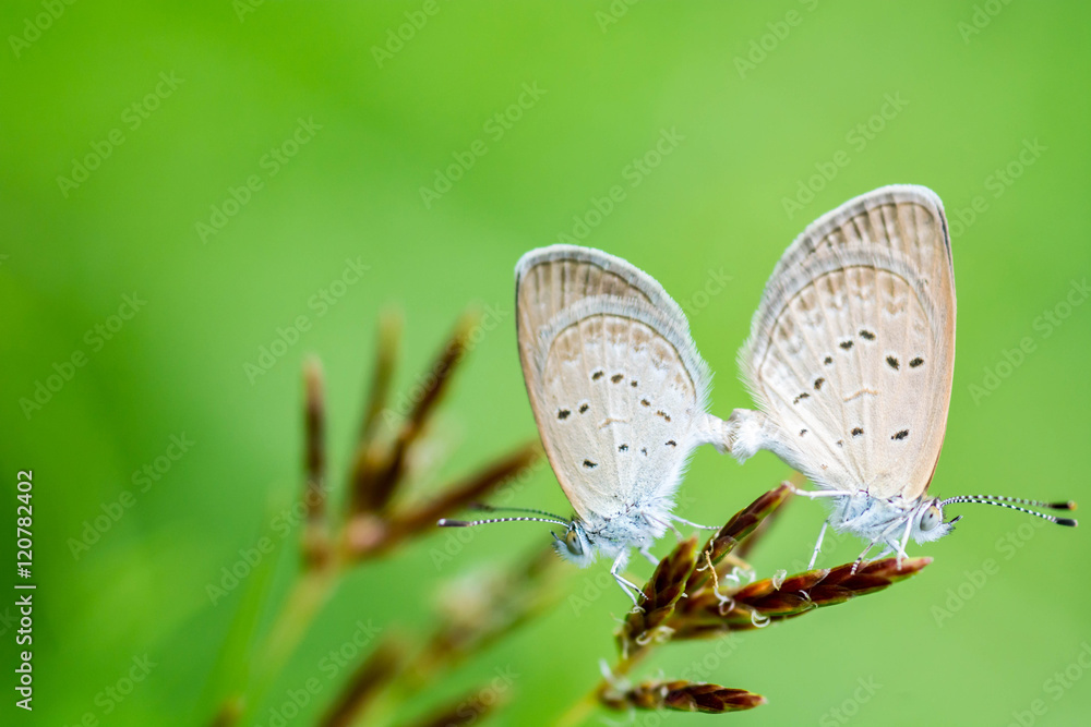 Butterfly breeding on grass flower Butterfly breeding on grass flower