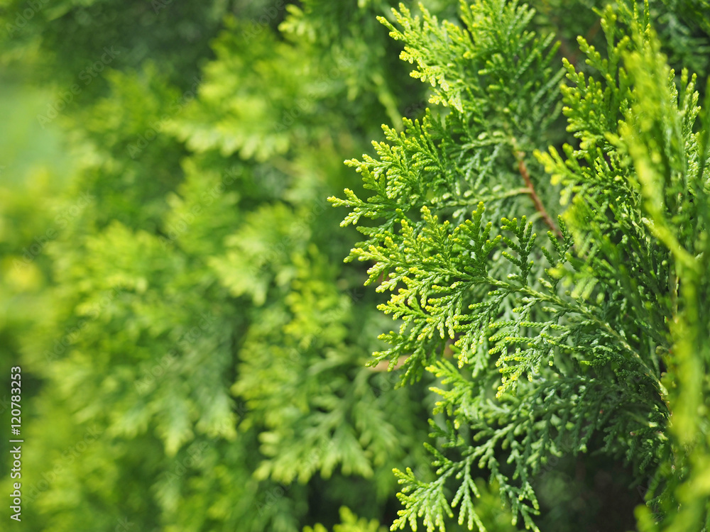 Green Hedge of Thuja Trees