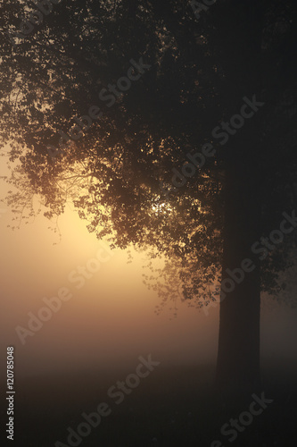 Mystische Landschaft mit Nebel bei Sonnenaufgang © Jana Behr