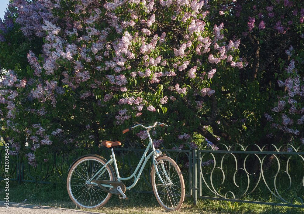 Nice and beautiful bicycle near the flowers tree in park summer