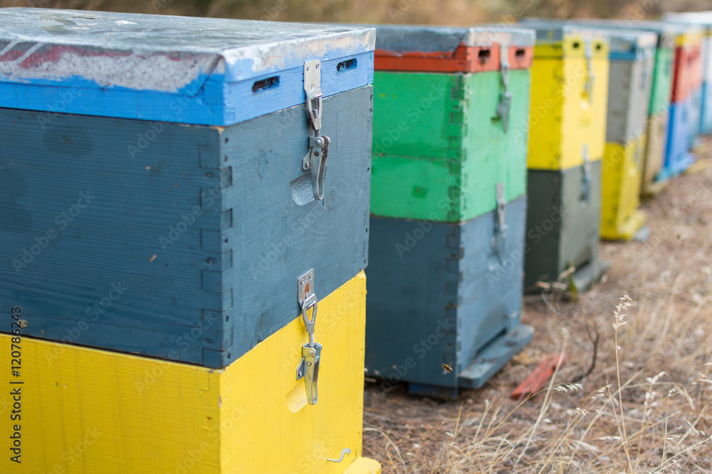 Row of Colorful Bee Hives With Trees in the Background. Bee Hives Next to a Pine Forest in Summer. Wooden Honey Beehives in the Meadow. Selective Focus. Row of Colorful Bee Hives With Trees in the Background. Bee Hives Next to a Pine Forest in Summer. Wooden Honey Beehives in the Meadow. Selective Focus.