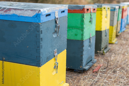 Row of Colorful Bee Hives With Trees in the Background. Bee Hives Next to a Pine Forest in Summer. Wooden Honey Beehives in the Meadow. Selective Focus.