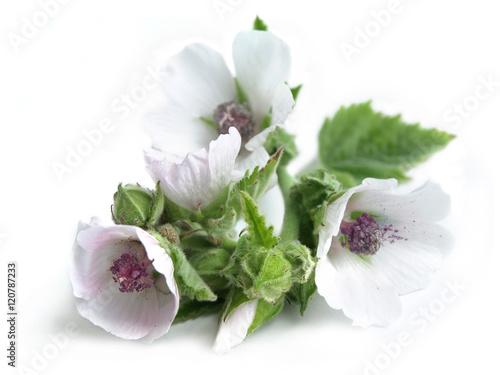 Marsh mallow (Althaea officinalis)