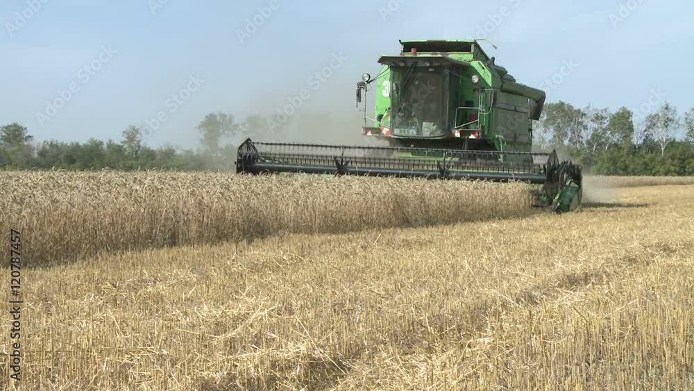 working harvesting combine in the field of wheat working harvesting combine in the field of wheat