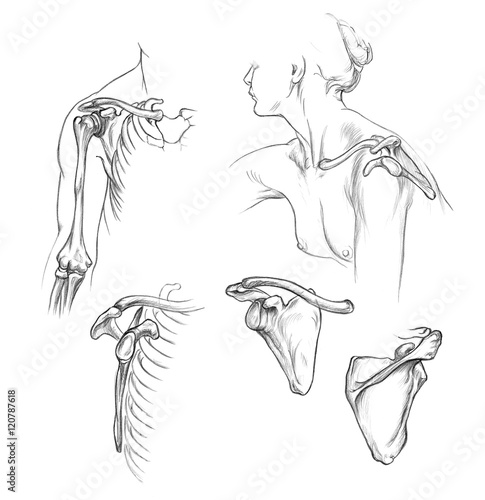 Hand drawn medical illustration drawing with imitation of lithography: Bones of shoulder