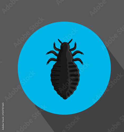 Human Lice Insect