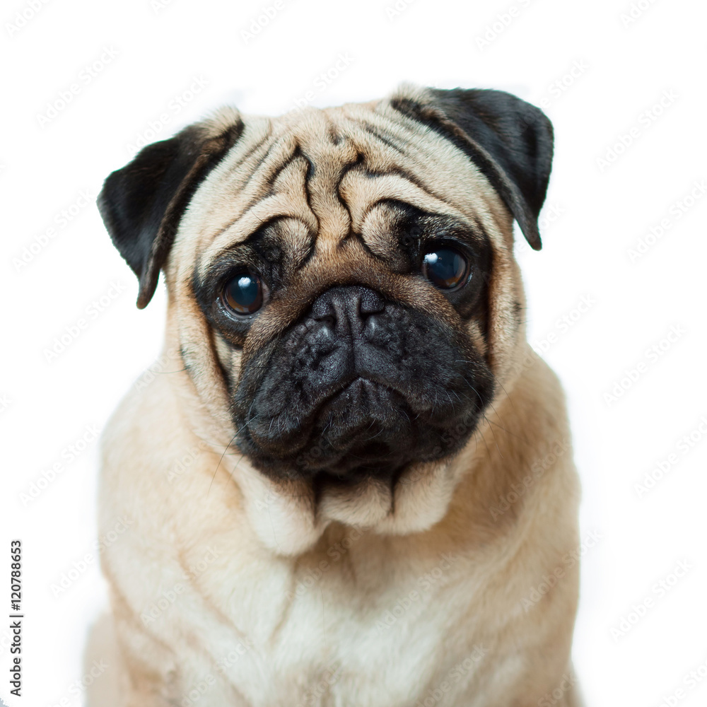 Not funny, sad pug looking at the camera isolated on white background