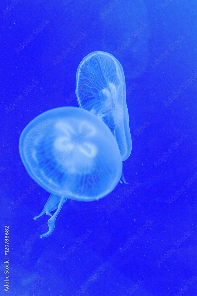 White jelly fish in blue aquarium floating White jelly fish in blue aquarium floating