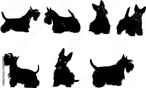 dog, sketch, terrier, scottish, white, black, set